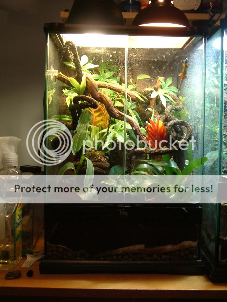 L.Williamsi (electric blue day geckos) Reptile Forums